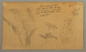 シダの研究 作： Frederic Edwin Church